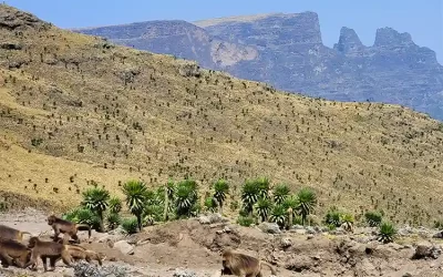 10 Days Simien Mountains National Park Trekking Adventure