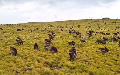 8 Days Simien Mountains Trekking & Hiking Tour