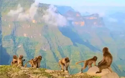 2026 Simien Mountains Trekking Report: Real Ground Conditions, Wildlife Sightings & Pro Tips