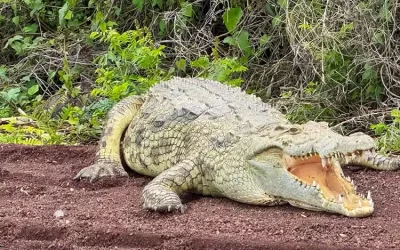 4 Days Southern Ethiopia: Omo Valley Tribes, Mursi and Hamer Culture